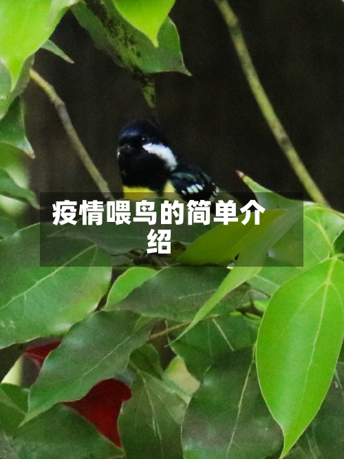 疫情喂鸟的简单介绍-第2张图片