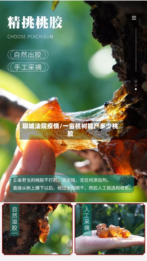 聊城法院疫情/一亩桃树能产多少桃胶-第2张图片