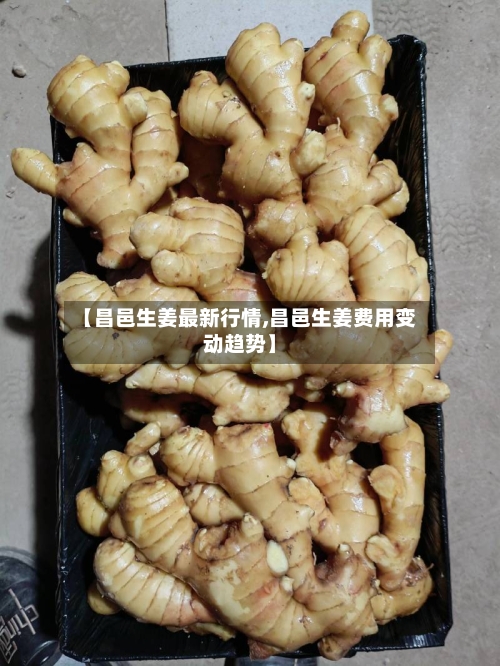 【昌邑生姜最新行情,昌邑生姜费用变动趋势】