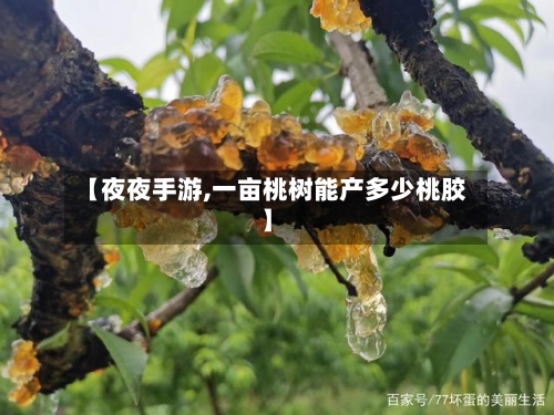【夜夜手游,一亩桃树能产多少桃胶】