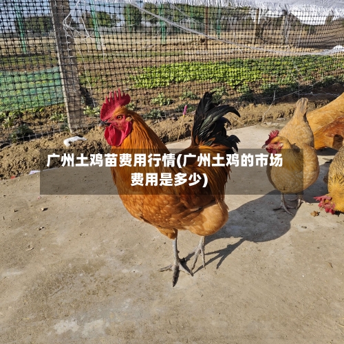 广州土鸡苗费用行情(广州土鸡的市场费用是多少)-第2张图片