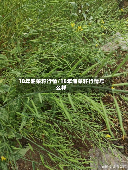 18年油菜籽行情/18年油菜籽行情怎么样