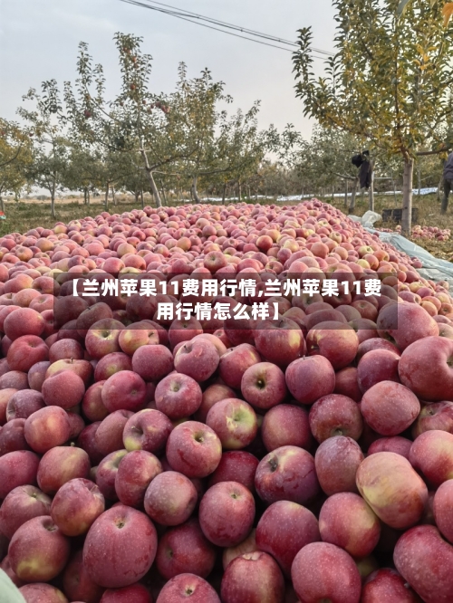 【兰州苹果11费用行情,兰州苹果11费用行情怎么样】