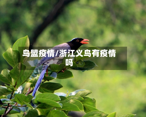 鸟盟疫情/浙江义鸟有疫情吗