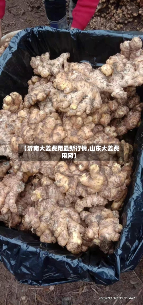 【沂南大姜费用最新行情,山东大姜费用网】-第2张图片