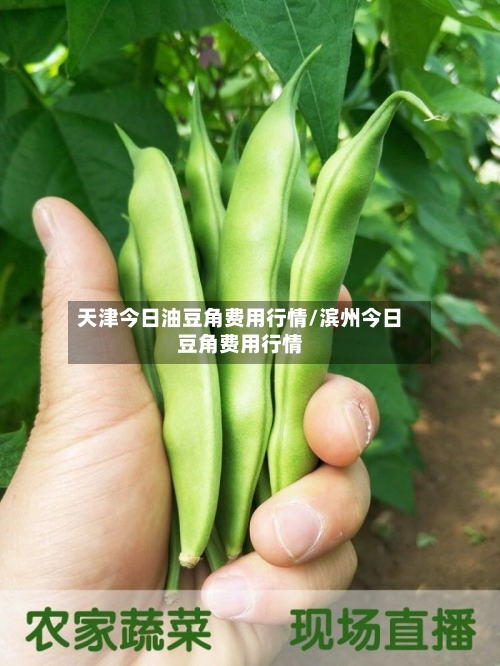 天津今日油豆角费用行情/滨州今日豆角费用行情