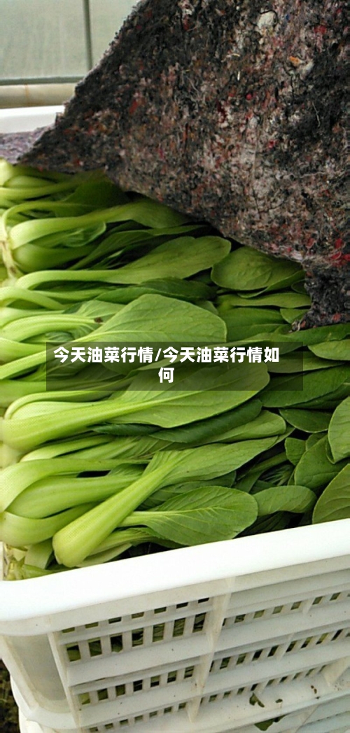 今天油菜行情/今天油菜行情如何-第2张图片