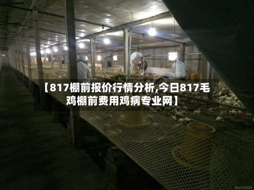 【817棚前报价行情分析,今日817毛鸡棚前费用鸡病专业网】-第2张图片