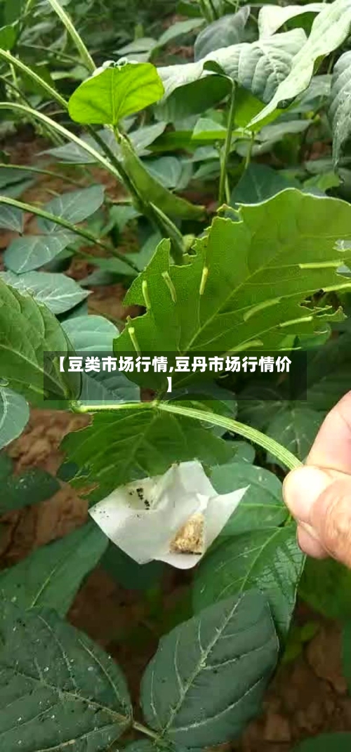【豆类市场行情,豆丹市场行情价】-第3张图片
