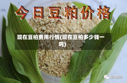 现在豆柏费用行情(现在豆柏多少钱一吨)-第3张图片