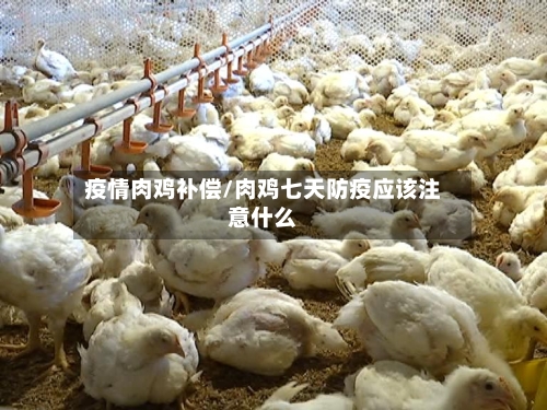 疫情肉鸡补偿/肉鸡七天防疫应该注意什么-第3张图片