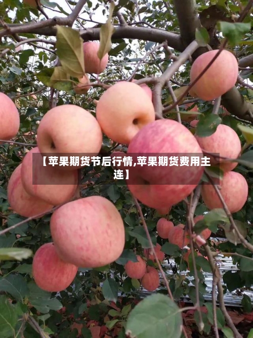 【苹果期货节后行情,苹果期货费用主连】-第2张图片