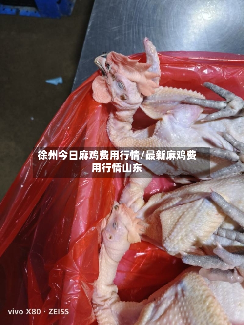 徐州今日麻鸡费用行情/最新麻鸡费用行情山东-第3张图片