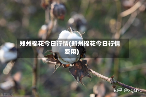 郑州棉花今日行情(郑州棉花今日行情费用)-第2张图片