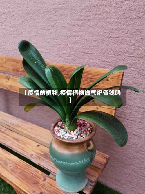 【疫情的植物,疫情植物燃气炉省钱吗】