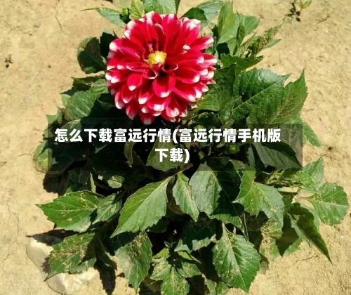 怎么下载富远行情(富远行情手机版下载)