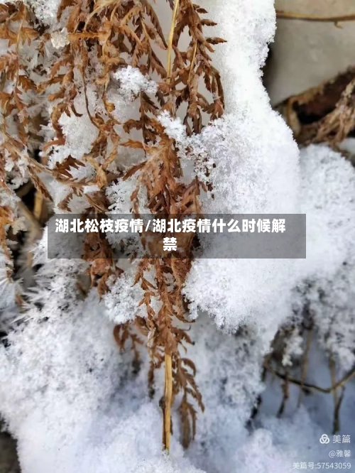 湖北松枝疫情/湖北疫情什么时候解禁