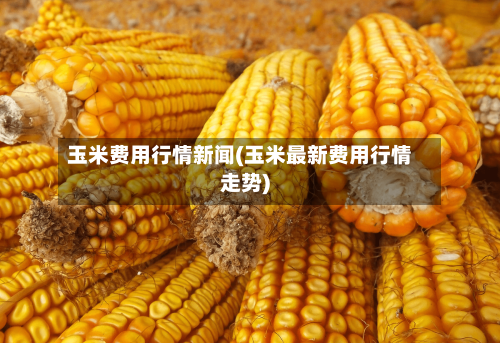 玉米费用行情新闻(玉米最新费用行情走势)