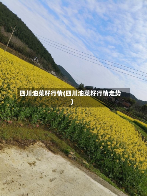 四川油菜籽行情(四川油菜籽行情走势)-第2张图片