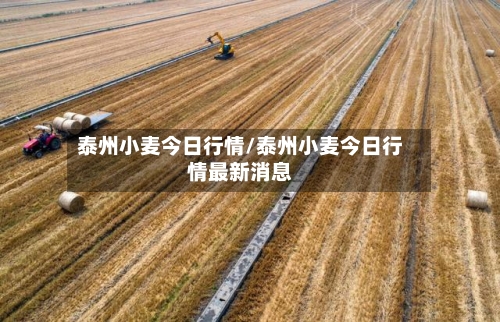 泰州小麦今日行情/泰州小麦今日行情最新消息