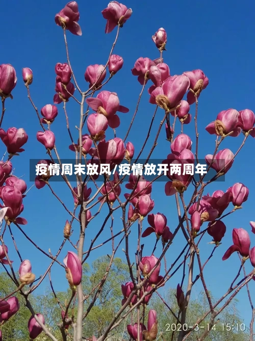 疫情周末放风/疫情放开两周年