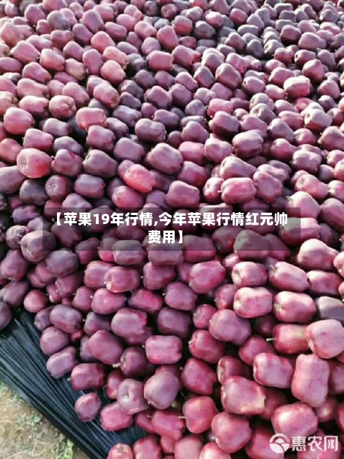 【苹果19年行情,今年苹果行情红元帅费用】