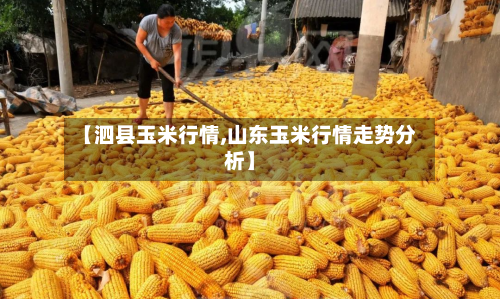 【泗县玉米行情,山东玉米行情走势分析】-第3张图片