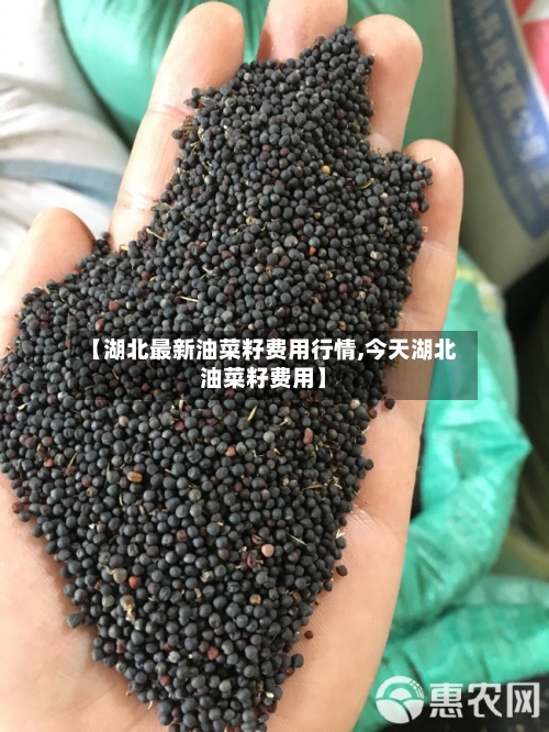 【湖北最新油菜籽费用行情,今天湖北油菜籽费用】-第2张图片
