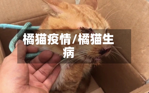 橘猫疫情/橘猫生病