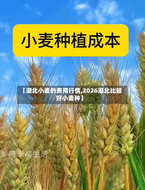 【湖北小麦的费用行情,2026湖北比较好小麦种】-第2张图片