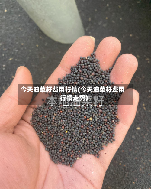 今天油菜籽费用行情(今天油菜籽费用行情走势)