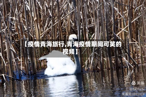 【疫情青海旅行,青海疫情期间可笑的视频】-第2张图片