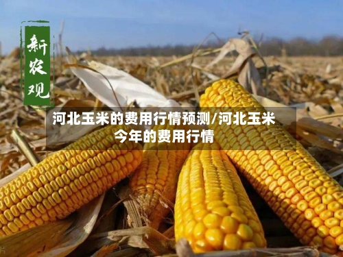 河北玉米的费用行情预测/河北玉米今年的费用行情-第3张图片