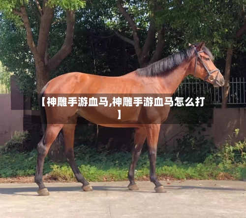 【神雕手游血马,神雕手游血马怎么打】
