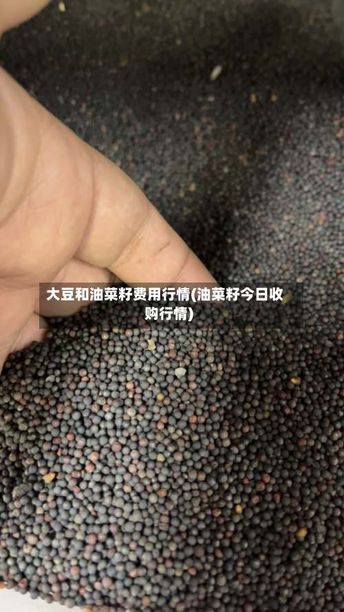 大豆和油菜籽费用行情(油菜籽今日收购行情)-第2张图片
