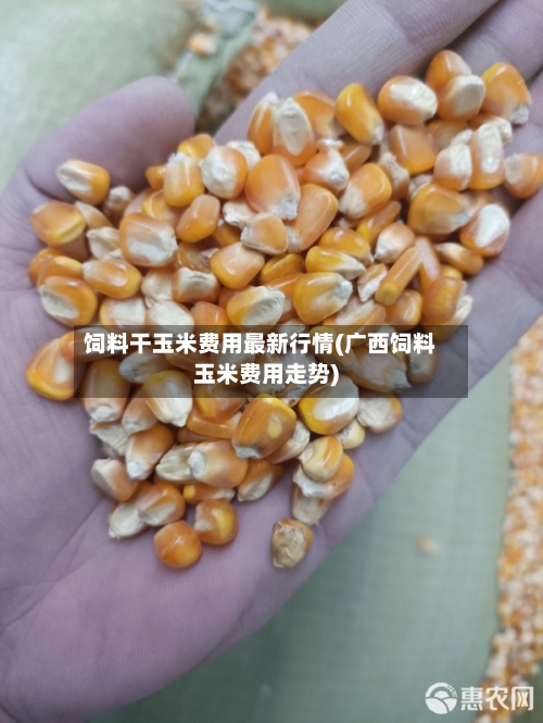 饲料干玉米费用最新行情(广西饲料玉米费用走势)-第3张图片