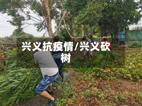 兴义抗疫情/兴义砍树-第3张图片
