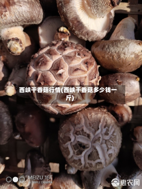 西峡干香菇行情(西峡干香菇多少钱一斤)