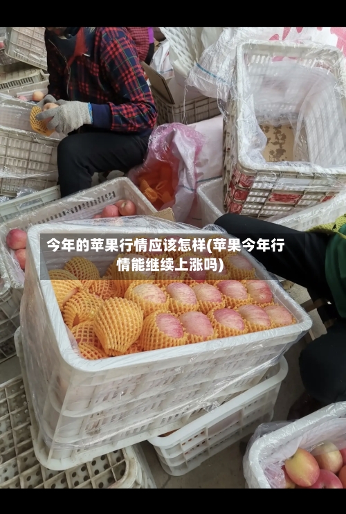 今年的苹果行情应该怎样(苹果今年行情能继续上涨吗)-第2张图片