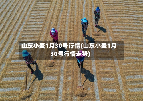 山东小麦1月30号行情(山东小麦1月30号行情走势)-第2张图片