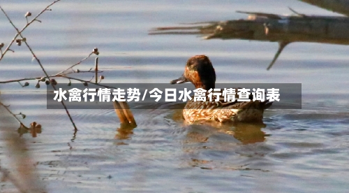 水禽行情走势/今日水禽行情查询表