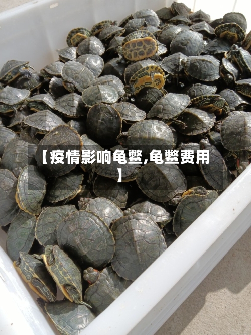 【疫情影响龟鳖,龟鳖费用】