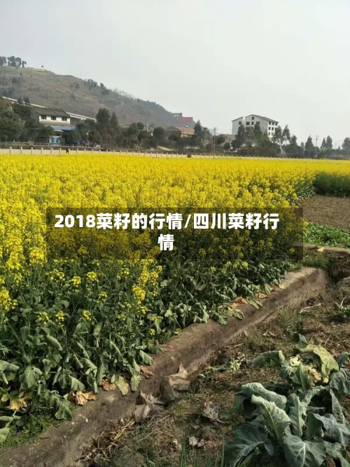 2018菜籽的行情/四川菜籽行情