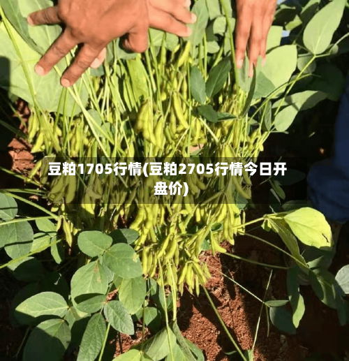豆粕1705行情(豆粕2705行情今日开盘价)-第2张图片