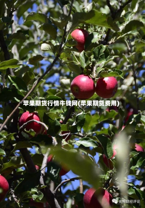 苹果期货行情牛钱网(苹果期货费用)-第3张图片