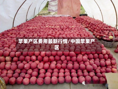 苹果产区费用最新行情/中国苹果产区