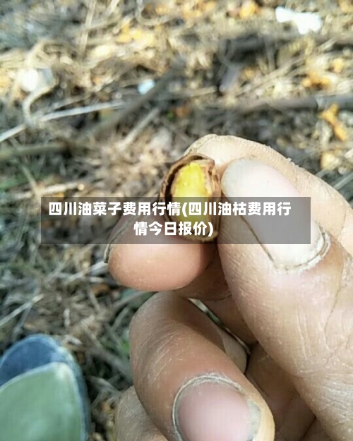 四川油菜子费用行情(四川油枯费用行情今日报价)