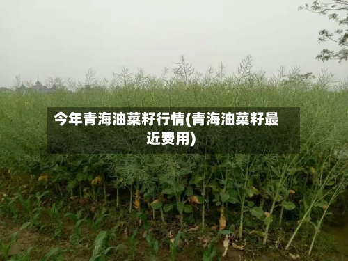 今年青海油菜籽行情(青海油菜籽最近费用)