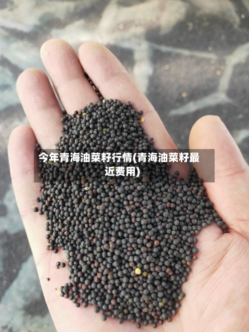今年青海油菜籽行情(青海油菜籽最近费用)-第2张图片