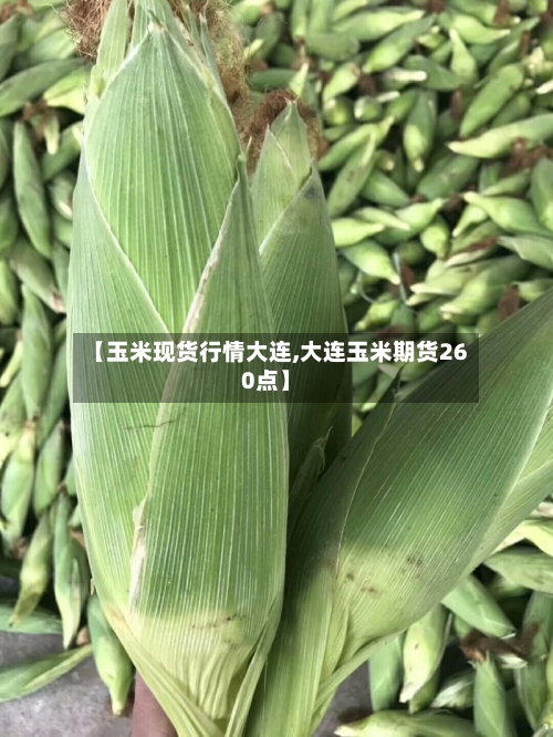【玉米现货行情大连,大连玉米期货260点】-第2张图片